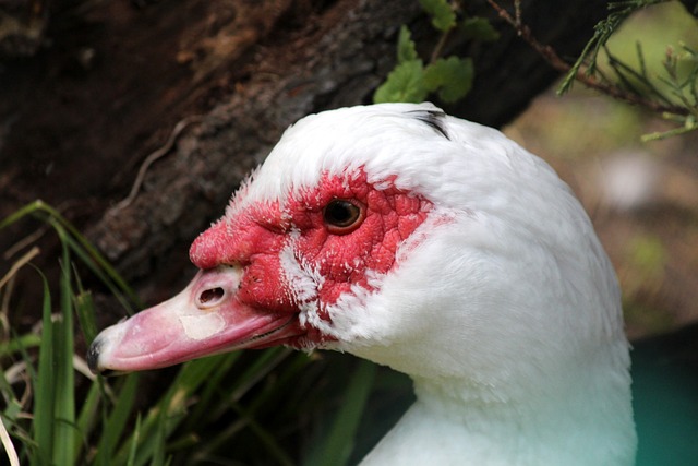 自驾游和徒 自驾游和徒